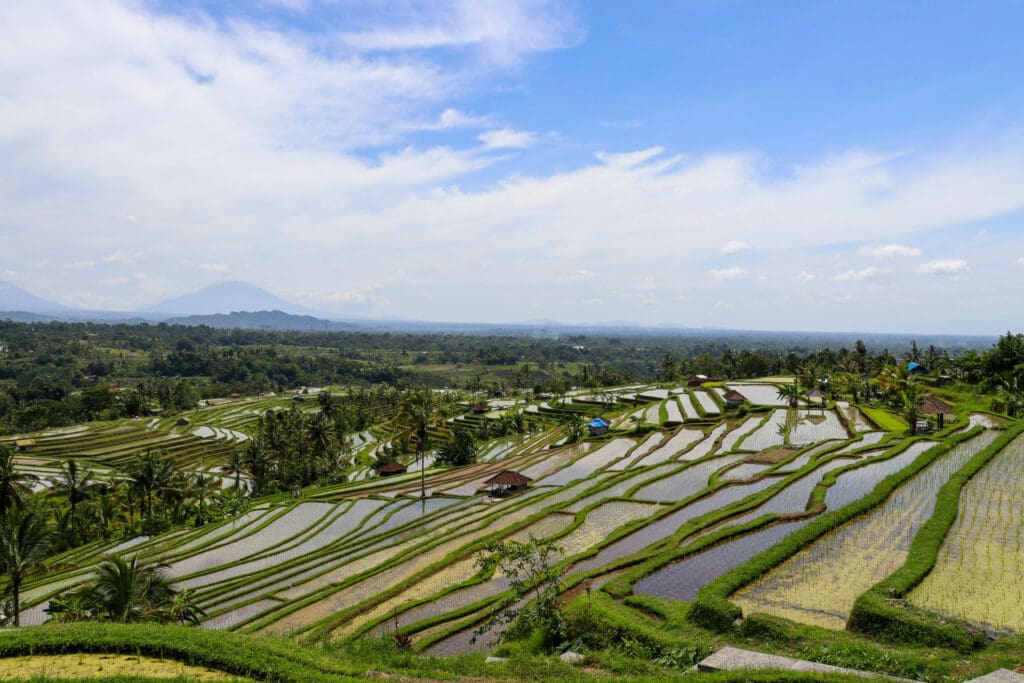 Reisfelder mit Blick auf den Gunung Agung
