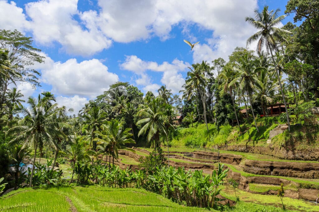 Reisfeld unter blauem Himmel mit Palmen
