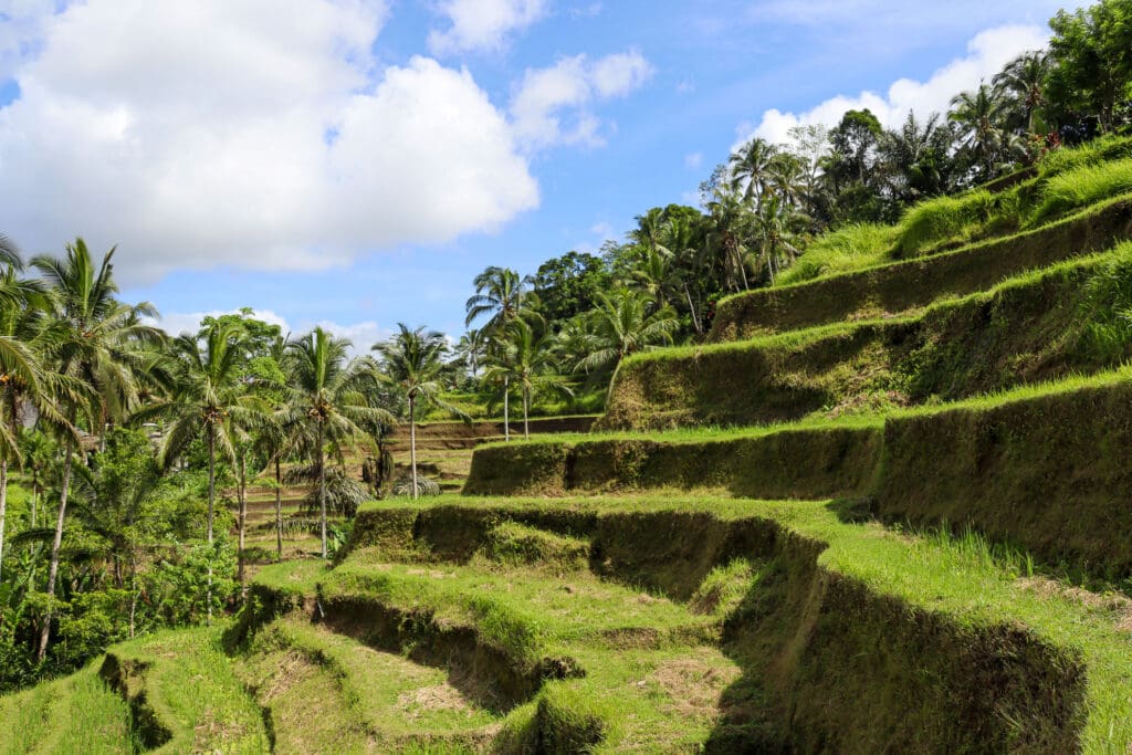 Reisterrassen von Tegalalang im Sonnenlicht