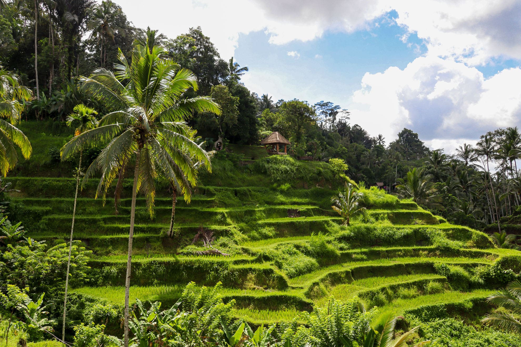 Indonesien-28 Reisterrassen von Tegalalang im Sonnenlicht