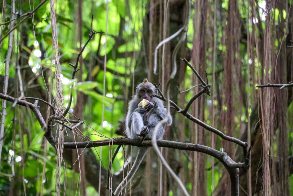 Affe auf Baumstamm im Dschungel von Ubud