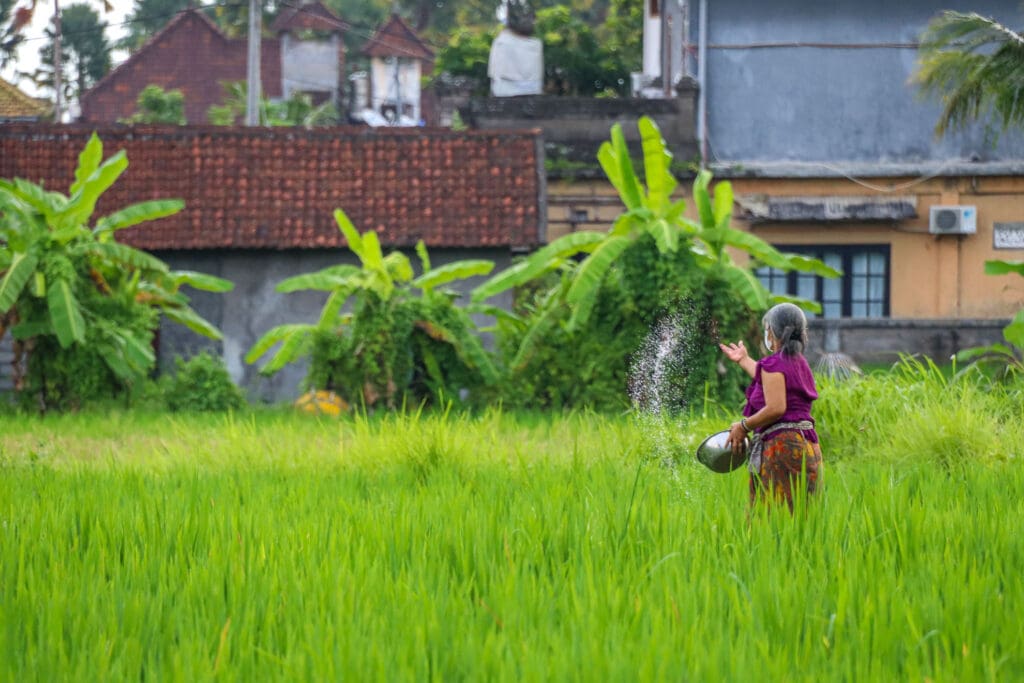 Blick auf Reispflanzung mit arbeitenden Menschen