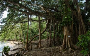 Dichtes Wurzelwerk in einem tropischen Wald am Strand