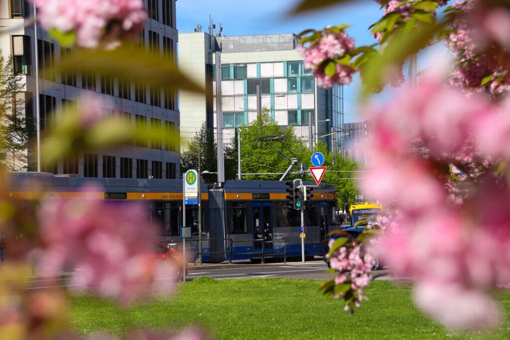 Straßenbahn und Kirschblüte