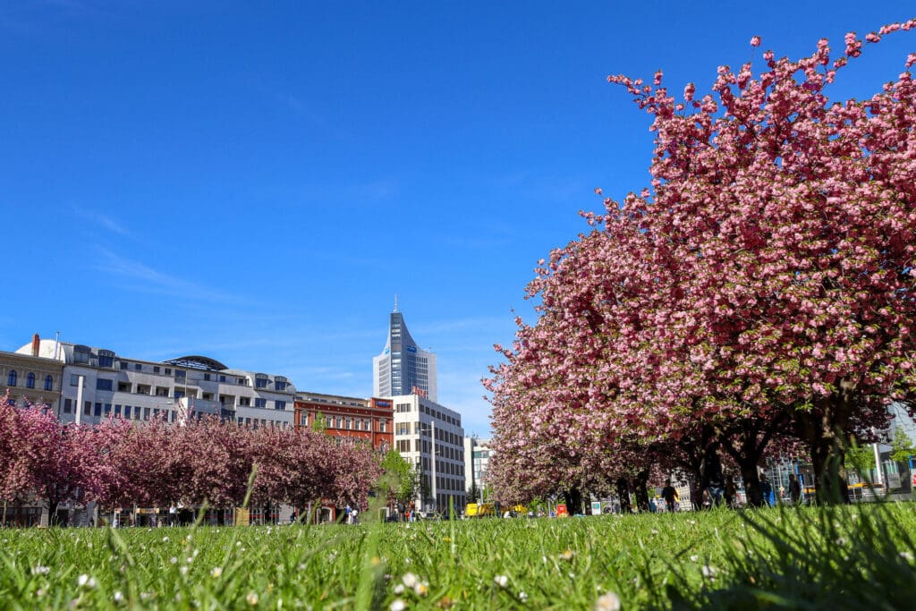 City-Hochhaus hinter pinken Blütenbäumen bei strahlend blauem Himmel