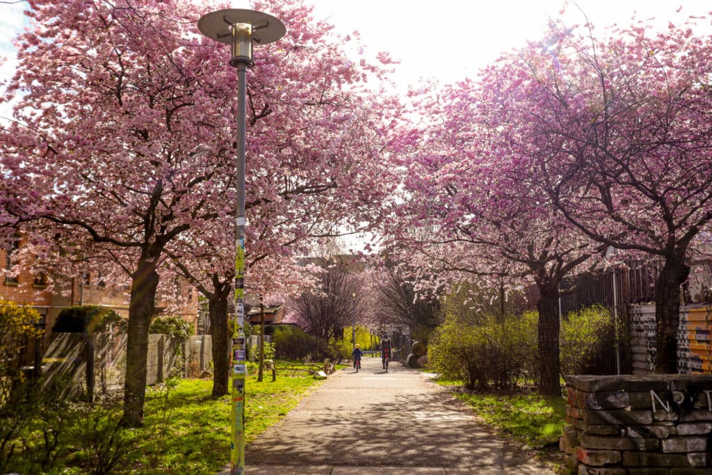 Sonnenlicht durch Kirschblüten-Allee im Stadtpark Leipzig