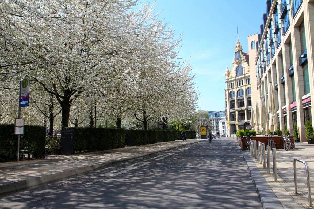 Blütenallee mit Pflasterstraße im Leipziger Zentrum