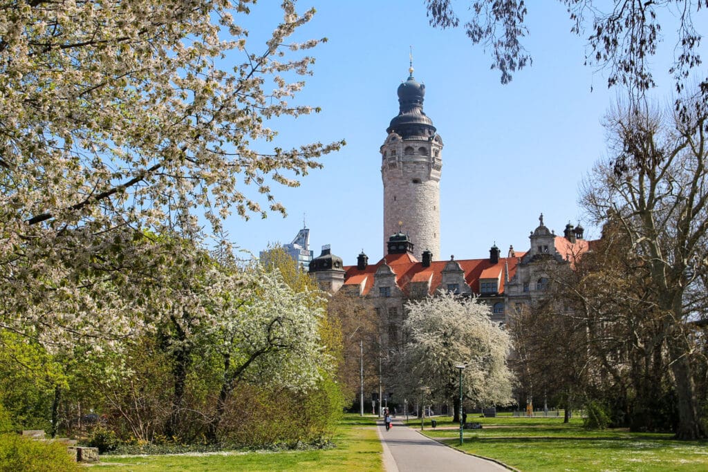 Frühlingsmorgen mit Kirschbäumen und Rathausturm