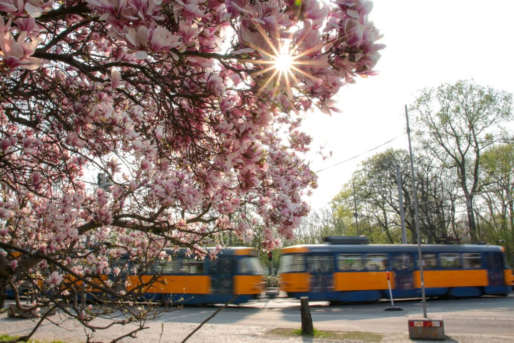 Frühling in Leipzig mit Straßenbahn und Blütenpracht