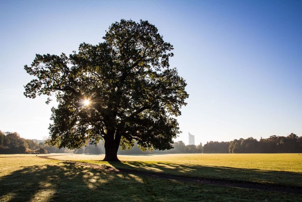 Sonne bricht durch alte Baumkrone im Park