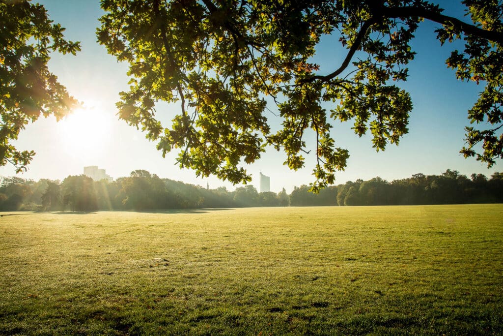 Grüne Parkfläche mit Baumkronen im Gegenlicht