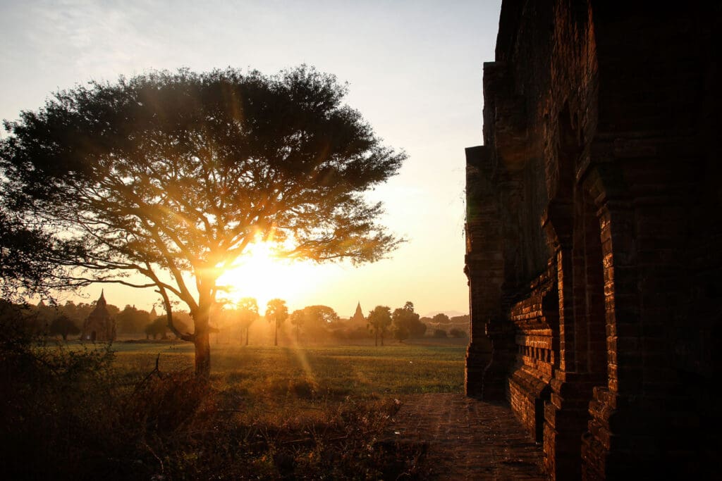 Baum im Gegenlicht zwischen alten Tempeln