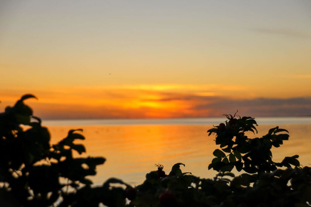 Sonnenaufgang mit Gräsern im Vordergrund