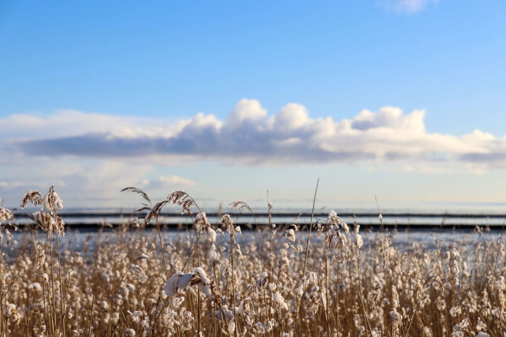 Schilf im Schnee bei sonnigem Wetter