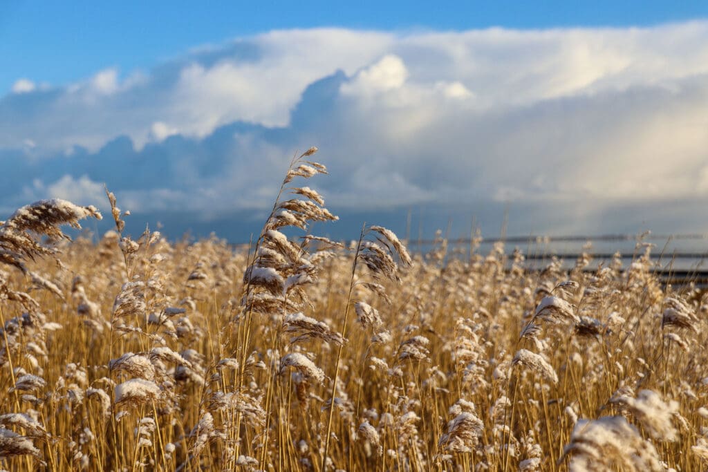 Schilf im Schnee bei sonnigem Wetter