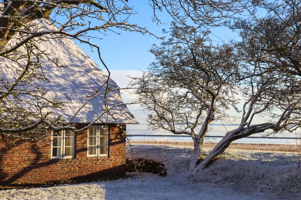 Reetgedecktes Haus unter kahlen Bäumen im Schnee auf Sylt