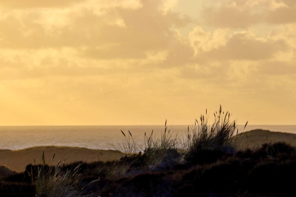 Leuchtendes Abendlicht über Heide und Hügeln
