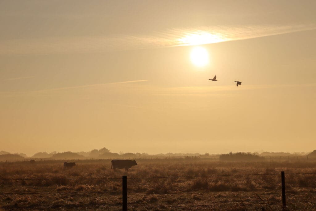 Zwei Vögel am Himmel bei Sonnenaufgang