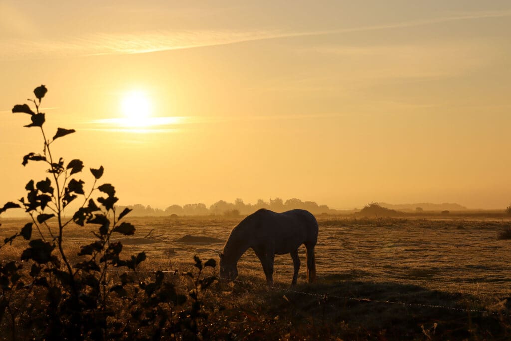 Silhouette eines Pferdes vor rötlichem Himmel und Buschwerk