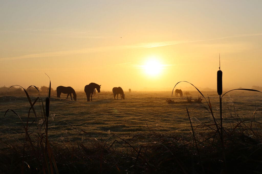 Silhouetten von Pferden in nebliger Landschaft bei Sonnenaufgang