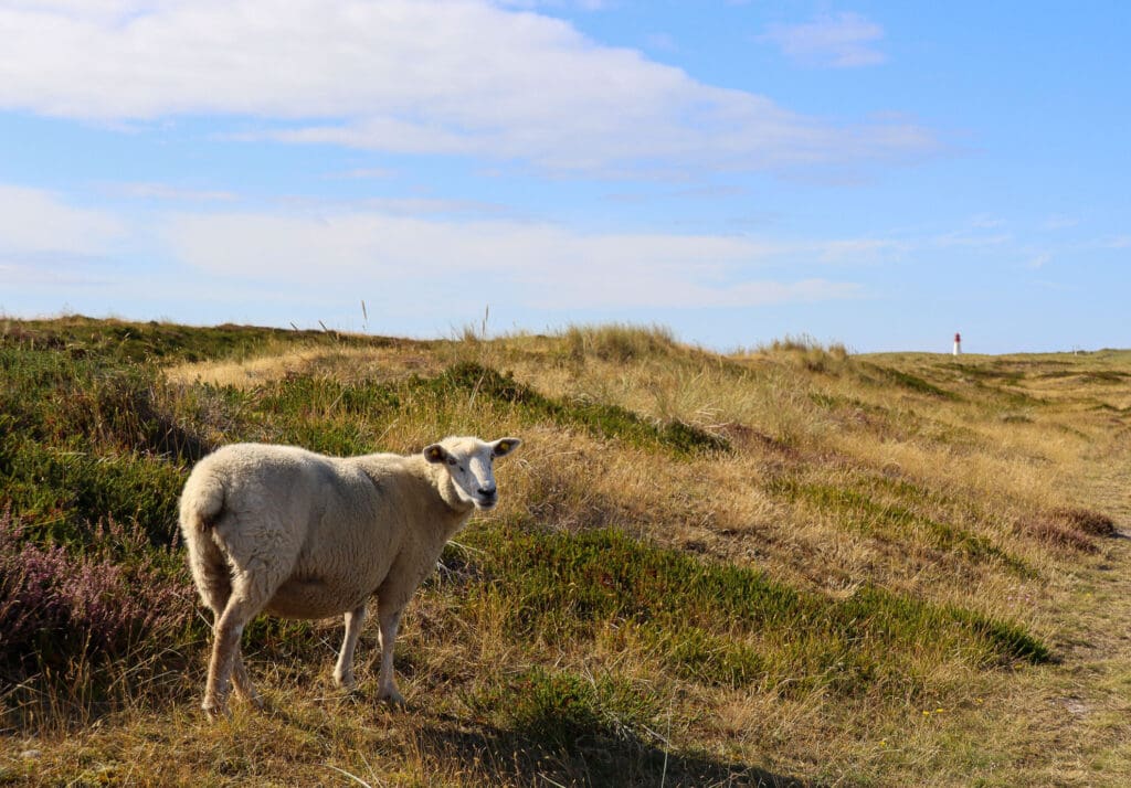 Schaf auf einer Düne