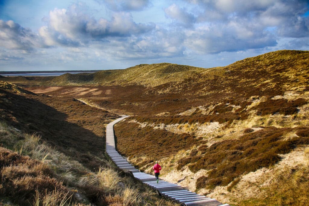 Bohlenpfad führt durch hügelige Dünenlandschaft auf Sylt