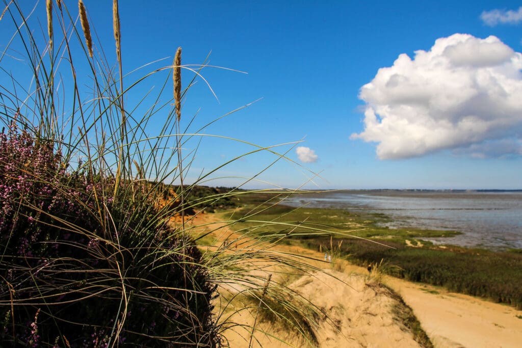 Sandweg schlängelt sich durch Dünenlandschaft mit Gräsern
