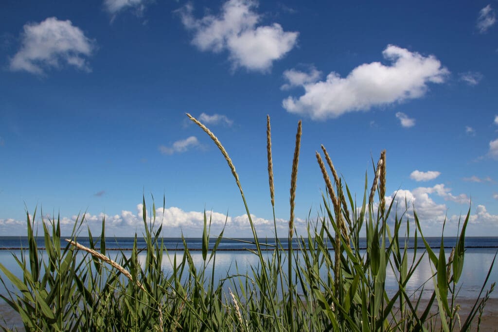 Hohe Gräser rahmen das ruhige Meer unter blauem Himmel