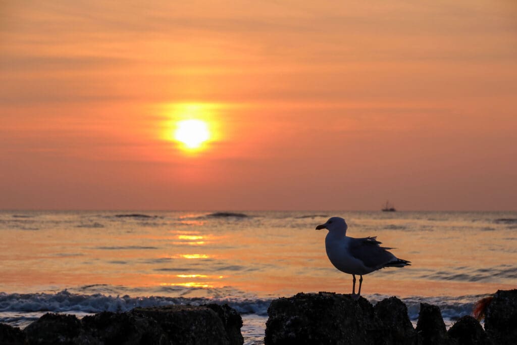 Vogel im Sonnenuntergang am Sylter Strand
