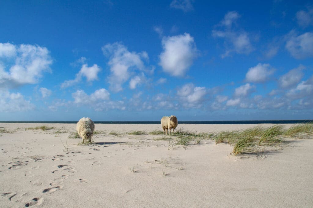 Schafe stehen auf dem Sand mit Blick auf das Meer