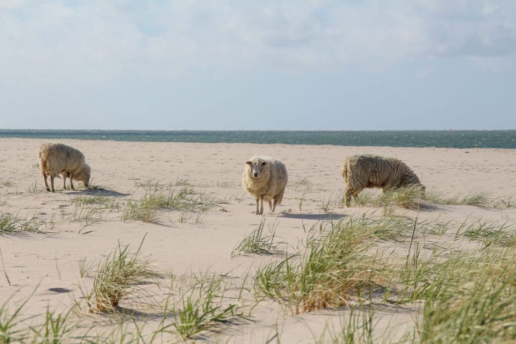 Schafe stehen auf dem Sand mit Blick auf das Meer