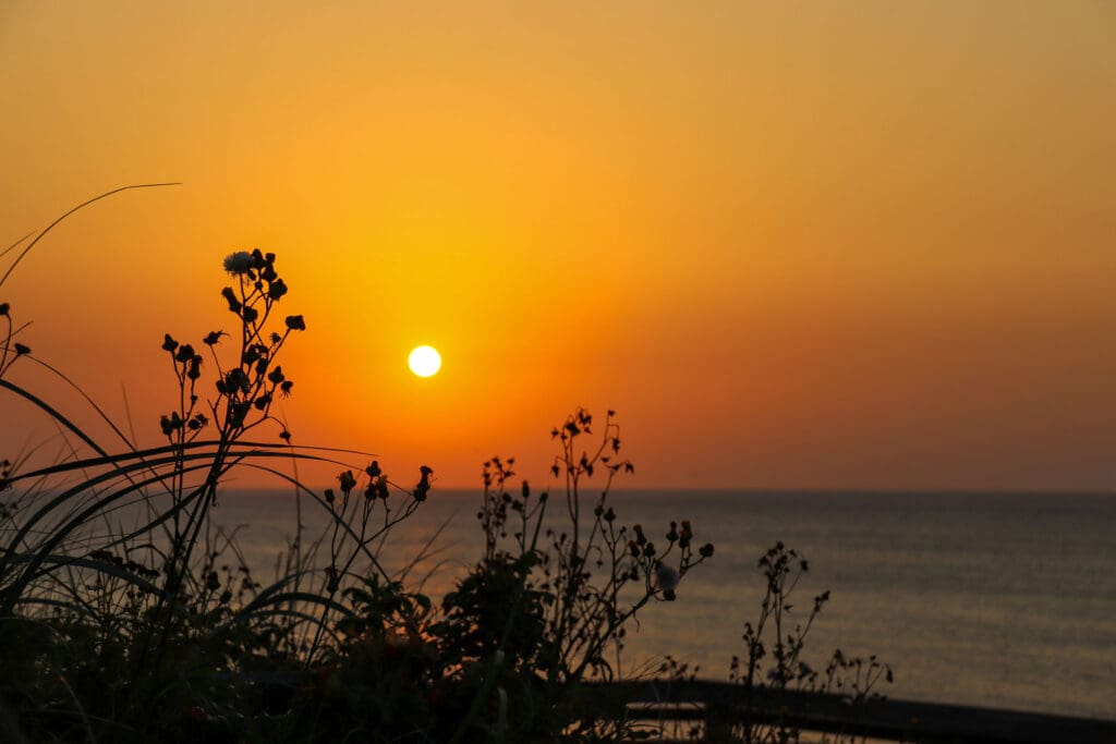 Orangefarbener Sonnenuntergang mit Silhouette von Pflanzen