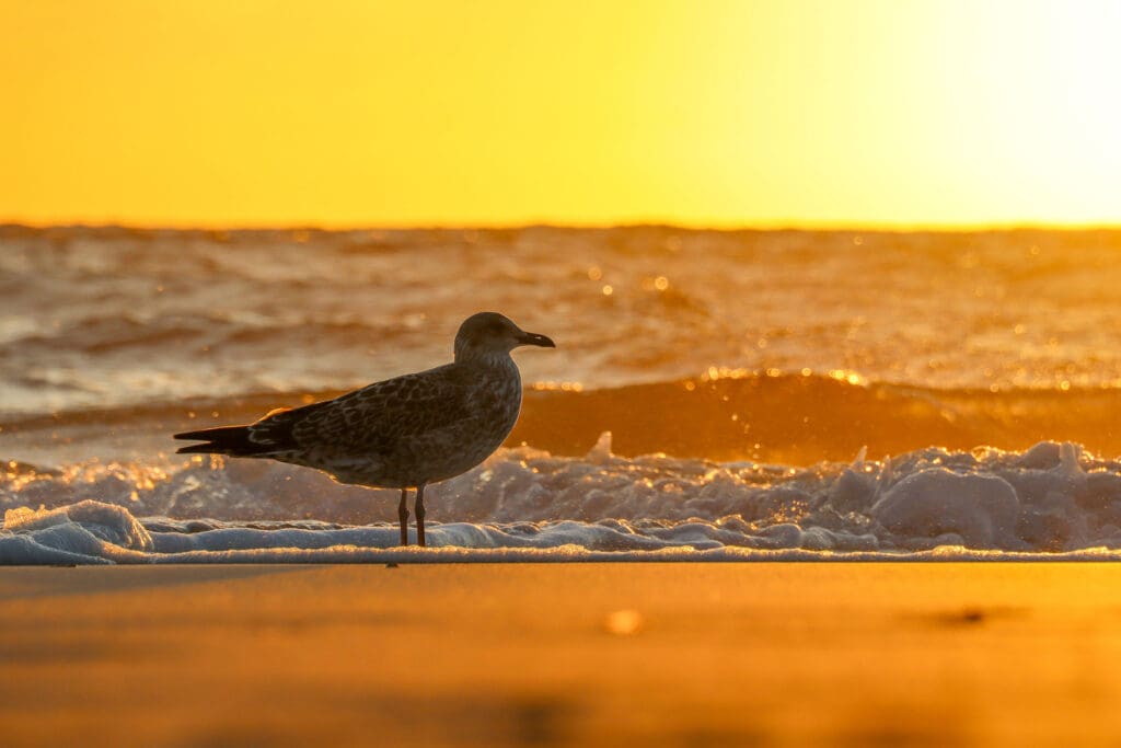 Nahaufnahme Möwe am Sylter Strand
