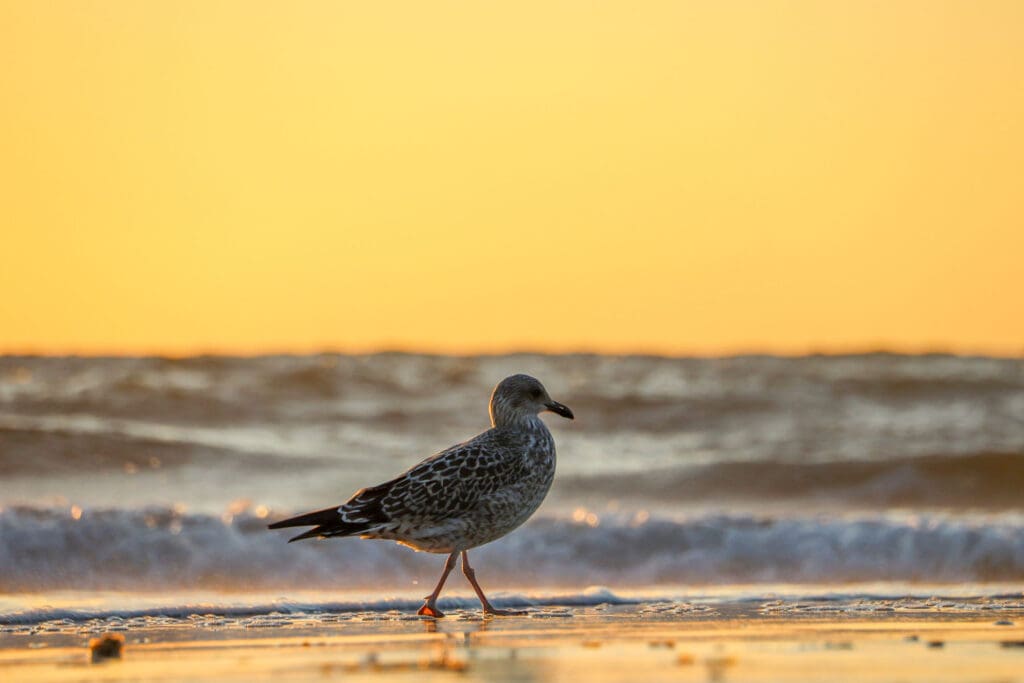 Möwe am Sylter Strand bei Sonnenuntergang im goldenen Licht
