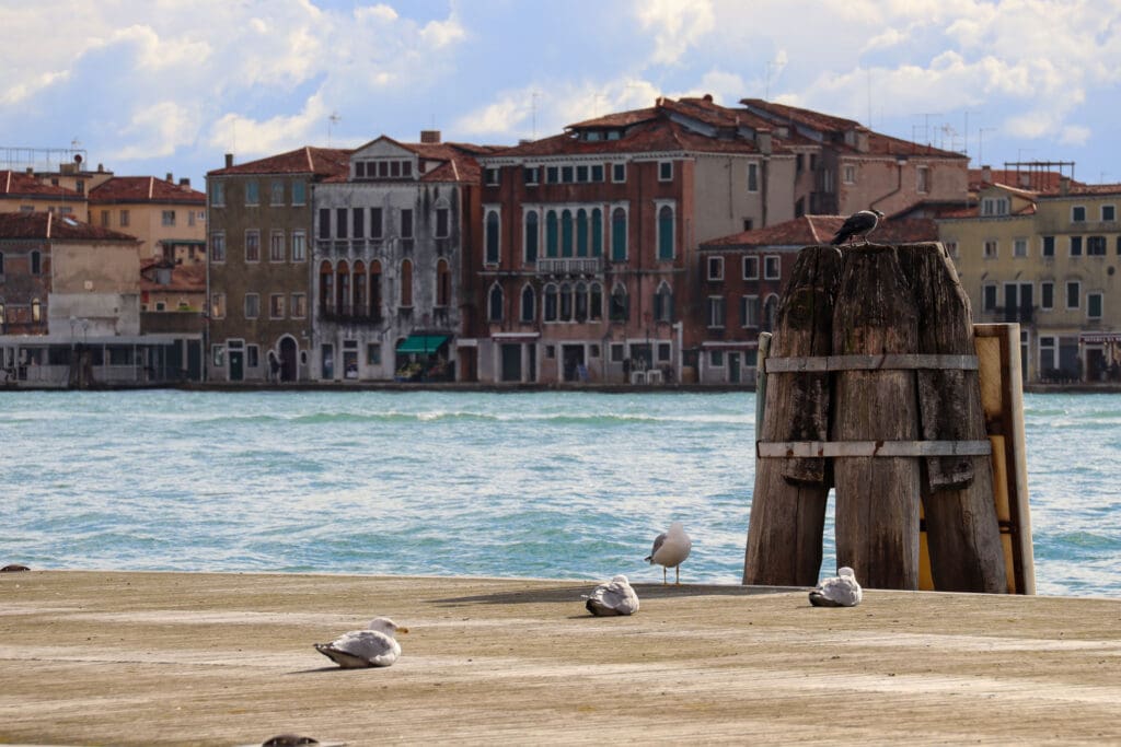 Möwen auf Steg mit Blick auf das Wasser
