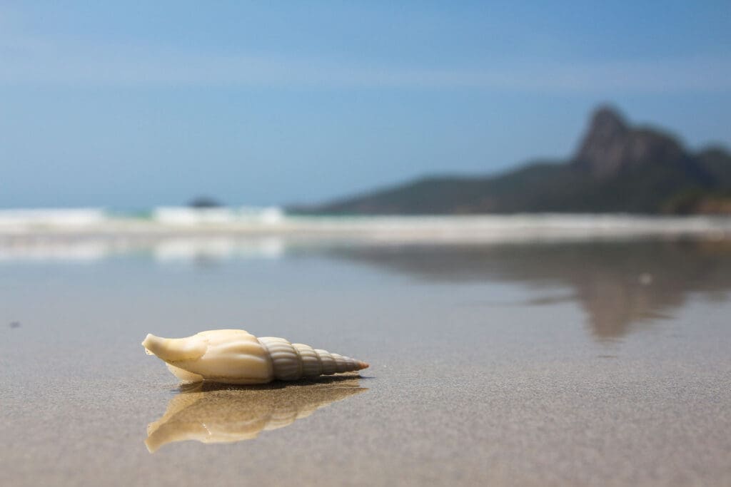 Muschel im Sand mit Weitblick auf das Meer
