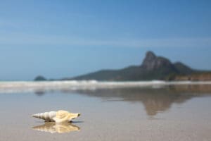 Muschel im Sand mit Weitblick auf das Meer