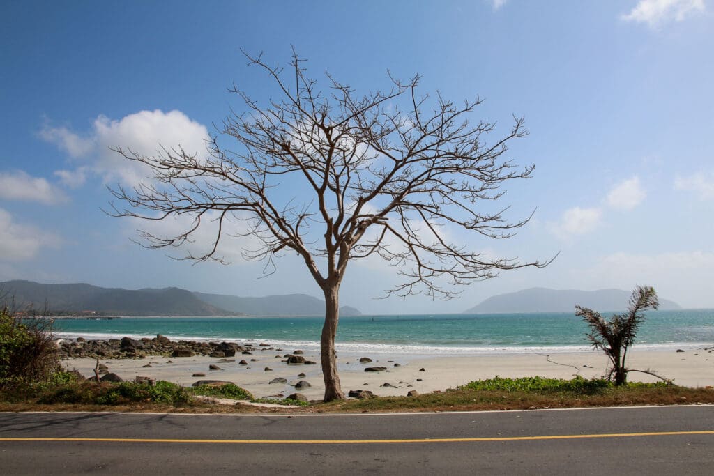 Baum an der Strandpromenade mit Blick aufs Meer