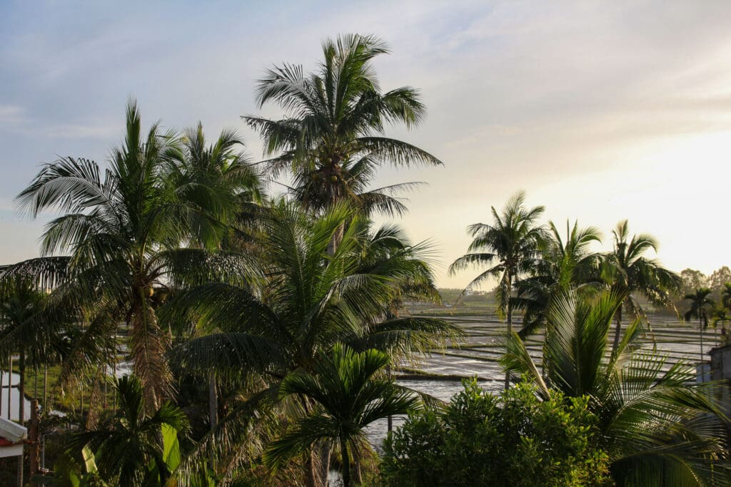 Palmen im Sonnenuntergang nahe Reisfeldern