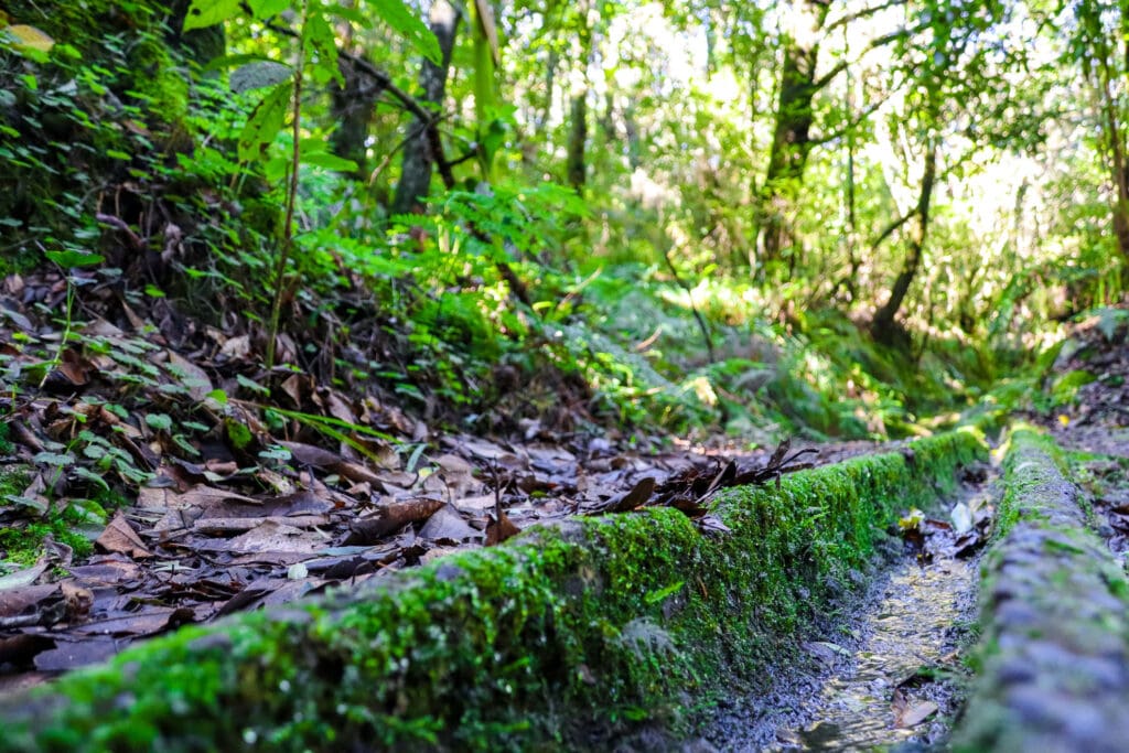 Levada-Wanderweg durch dichten Lorbeerwald