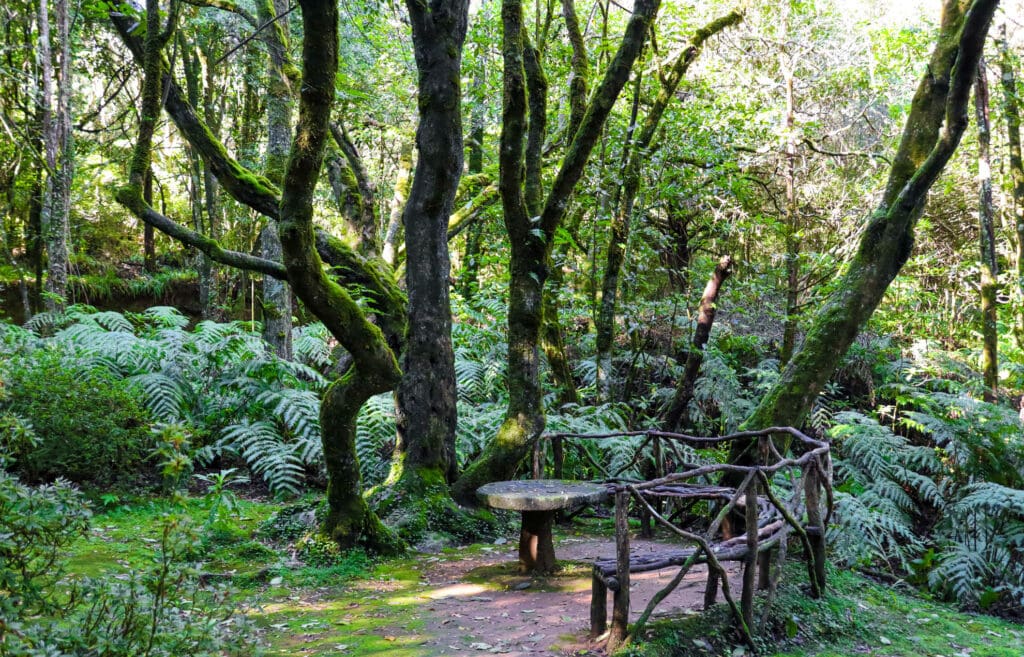 Levada-Wanderweg durch dichten Lorbeerwald