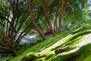 Madeira Galerie - Schattiger Park mit geschwungenen Bäumen auf Madeira