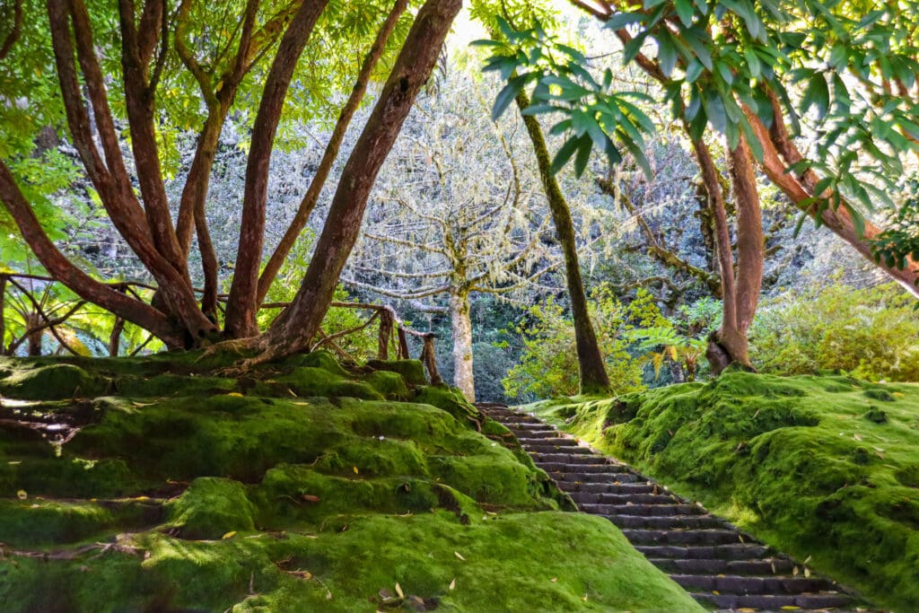 Moosbewachsener Gartenweg mit Sonnenlicht im Wald