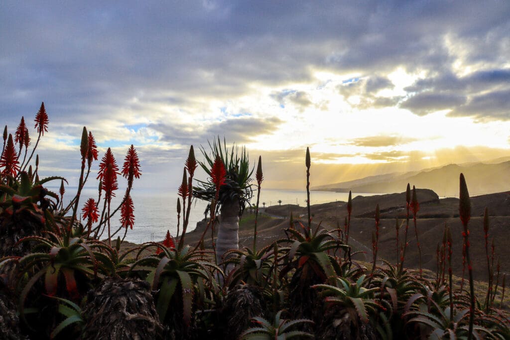 Blühende Pflanzen bei Sonnenuntergang auf Madeira