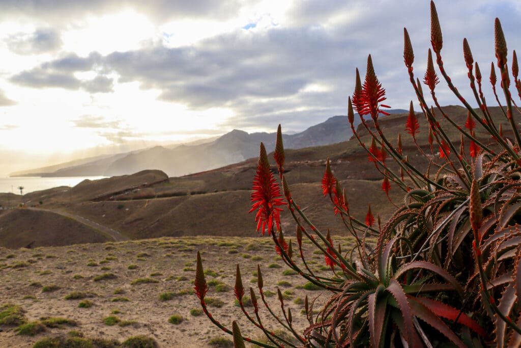 Pflanzen im trockenen Osten Madeiras