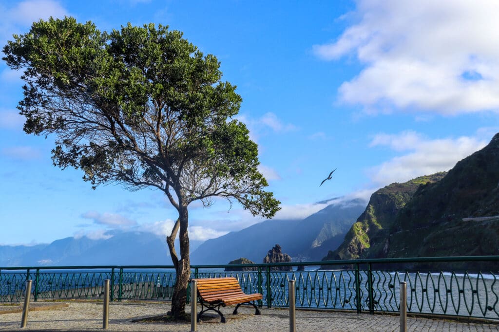 Einsamer Baum mit Aussicht auf die Küste Madeiras