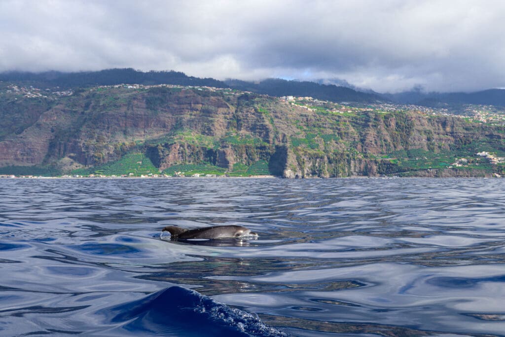 Delfin im Atlantik vor Madeira