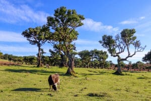 Grüne Weide mit Baumgruppe und Kuh