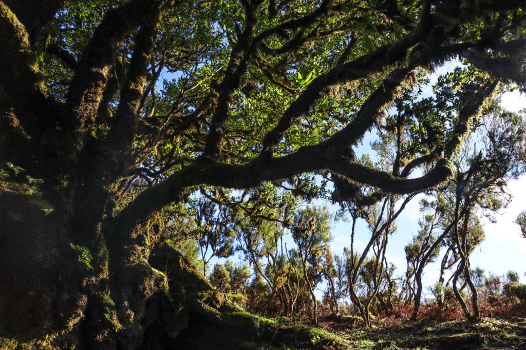 Uralte Lorbeerbäume im Nebelwald von Fanal