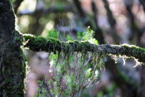 Nahaufnahme von Moos